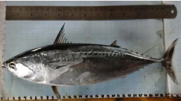Gambar 1. Ikan tongkol (Auxis thazard sp.)