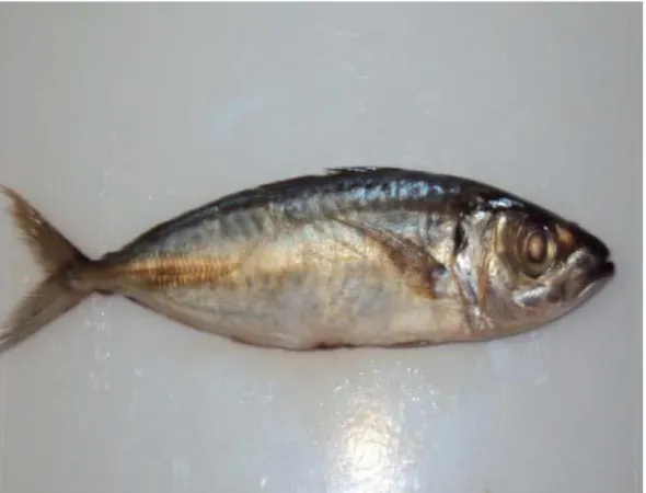Gambar 4. Ikan dencis (Sardinella sp.)  Karakteristik Ikan Dencis (Sardinella sp.) 