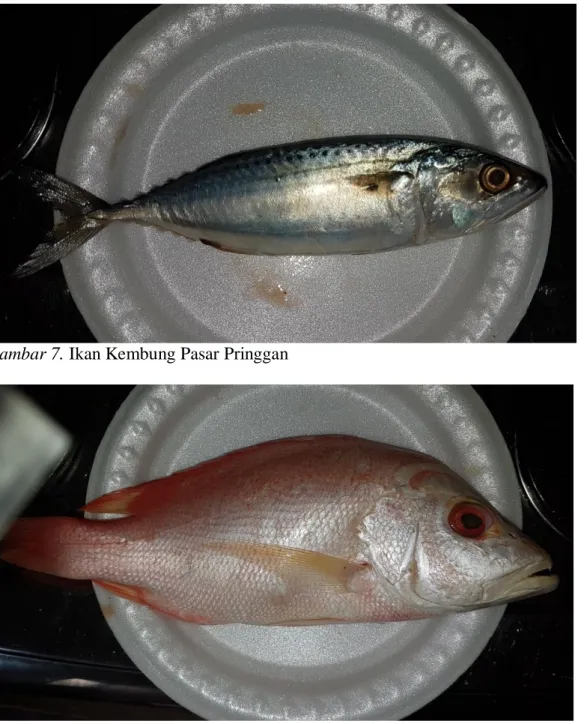 Gambar 7. Ikan Kembung Pasar Pringgan 