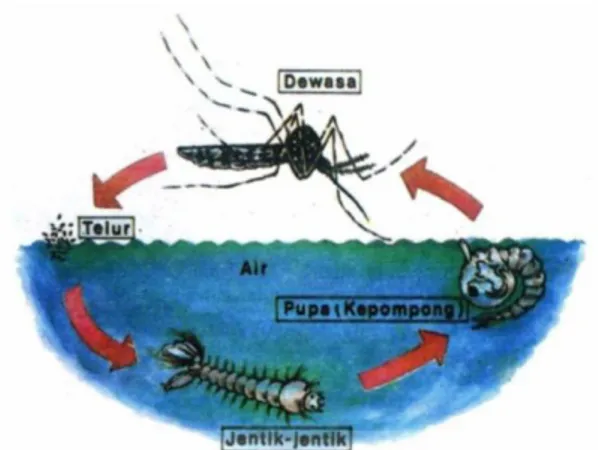 Gambar 2.2.2. Siklus hidup Aedes aegypti 11 