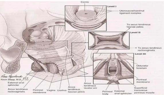 Gambar 2.6Ilustrasi axis vagina normal(Ewies dkk., 2006)  2.1.3 Faktor risiko prolaps organ panggul  