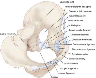 Gambar 2.3 Tulang - tulang panggul beserta ligamen (Barber., 2005) 