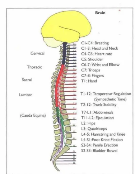 Gambar 1.2.1. Segmen-segmen medula spinalis 