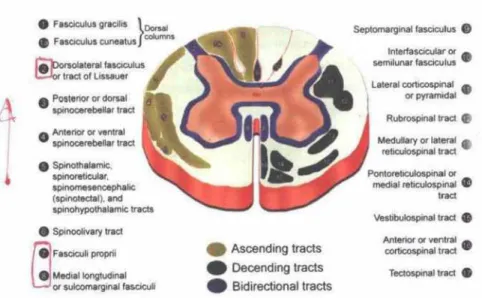 Gambar 1.2.6. Perjalanan traktus kortikospinalis 