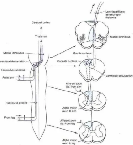Gambar 1.2.7. Perjalanan kolumna dorsalis 
