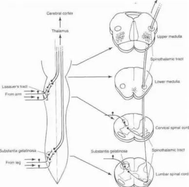 Gambar 1.2.8. Perjalanan trakcus spinothalamikus lateralis 