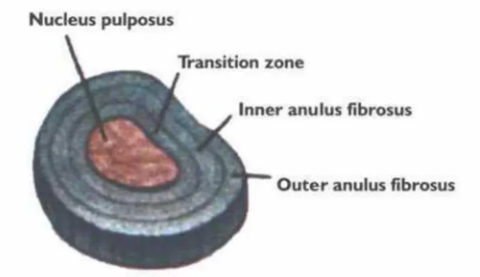Gambar 3.1. Lapisan Konsentrasi Pada Diskus Intervertebralis (Dikutip  dari: Humphreys SC &amp; Eck JC