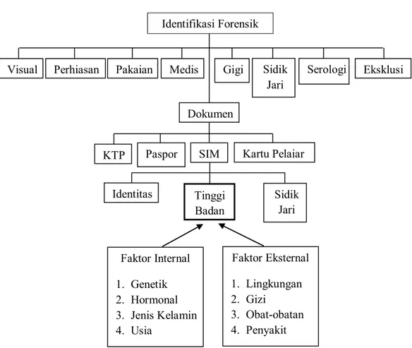 Gambar 1. Kerangka teori (Idries dan Tjiptomartono, 2011; Supariasa, 2002;  Setiyohadi, 2007; Fauci et al., 2008; Tortora dan Derrickson, 2011; 