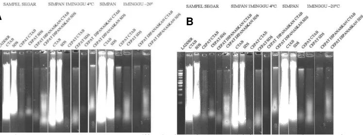 Gambar 2. Hasil amplifikasi PCR pada genotipe ‘Jame-jame’ (A) dan ‘Raksaksa’ 