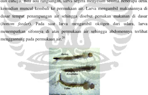 Gambar 2.3. Jentik Aedes, Anopheles, dan Culex 36 