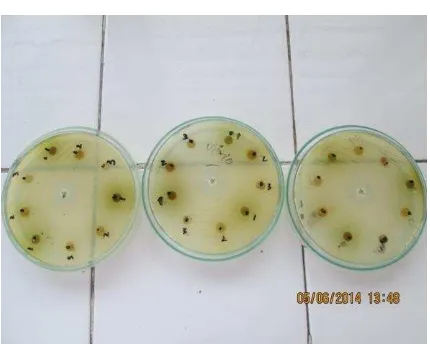 Gambar 1. Gambaran efek antibakteri dari rebusan daun sambiloto (Andrographis paniculata Nees) dan produk herbal sambiloto  terhadap Staphylococcus aureus 