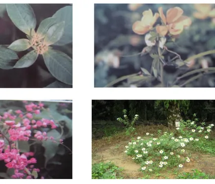 Gambar 12. Beneficial Plants. (a) Euphorbia heterophylla, (b) Cassia  cobanensis, (c) Antigonon leptopus, (d) Turnera subulata 