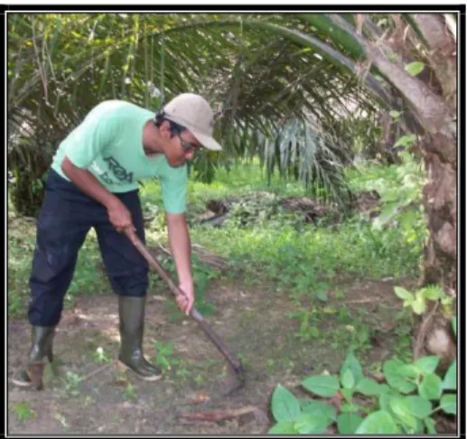 Gambar 1. Pengendalian Gulma Secara Manual 