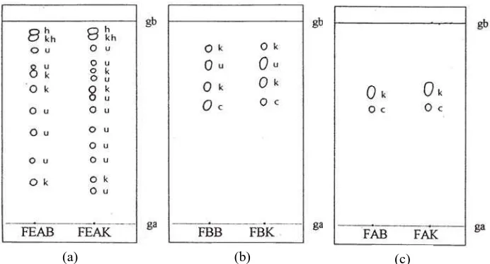 Gambar  1. Hasil kromatografi lapis tipis fraksi etil asetat, n-butanol dan air simplisia kucai segar dan kering  Keterangan  Fase  diam  silika  gel GF 254  pralapis (Merck),  fase gerak (a)  kloroform - metanol (9 : 1),  fase gerak (b) dan (c) kloroform – metanol (4:6),  penampak bercak  asam sulfat 10% dalam  metanol, FEAB = fraksi etil asetat  simplisia segar, FEAK = fraksi etil asetat  simplisia kering, FBB = fraksi n-butanol simplisia segar, FBK = fraksi FAB = fraksi air simplisia segar, FAK = fraksi air simplisia kering, h = hijau, kh = kuning hijau, k = kuning, u = ungu, c = coklat, ga = garis awal, gb = garis batas 