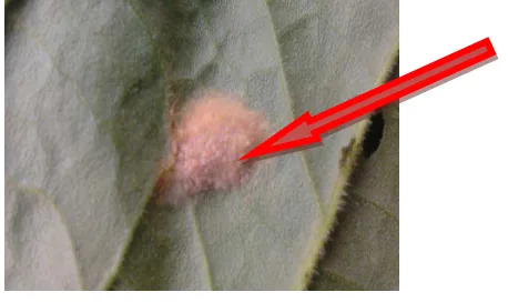 Gambar 1. Telur Spodoptera litura F. 