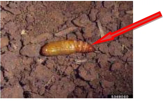 Gambar 2. Larva Spodoptera litura F. 