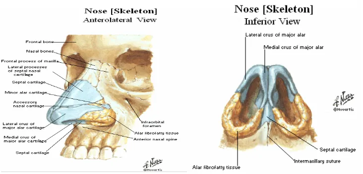 Gambar 2.1 : Anatomi Hidung  