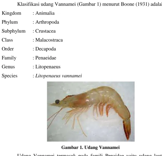 Gambar 1. Udang Vannamei 
