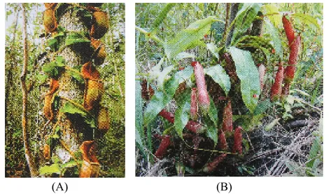 Gambar 1. Nepenthes yang Merambat di Pohon (Mansur, 2007) (A), dan  Menyemak Diatas Permukaan Tanah (Tim Redaksi, 2006) (B)