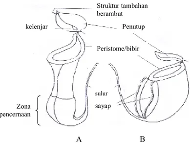 Gambar 6. Tipe Kantong Nepenthes, Tipe Kantong Atas (A),  dan  Tipe Kantong Bawah (B)  (Clarke, 1997)