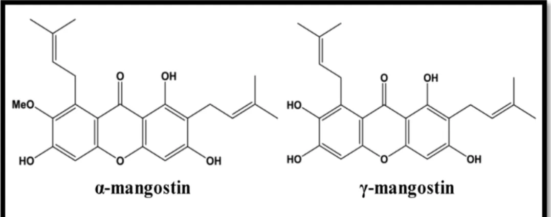 Gambar 10. Struktur kimiawi Alfa-mangostin dan Beta-mangostin 11 