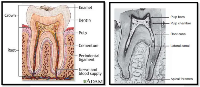 Gambar 1.  Anatomi gigi (kiri) ; Anatomi pulpa (kanan) 4 