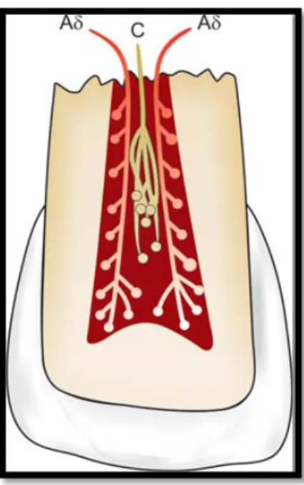 Gambar 3 Serabut-serabut saraf pada pulpa. Warna merah : A  delta fibers, warna kuning : C  fibers 4 