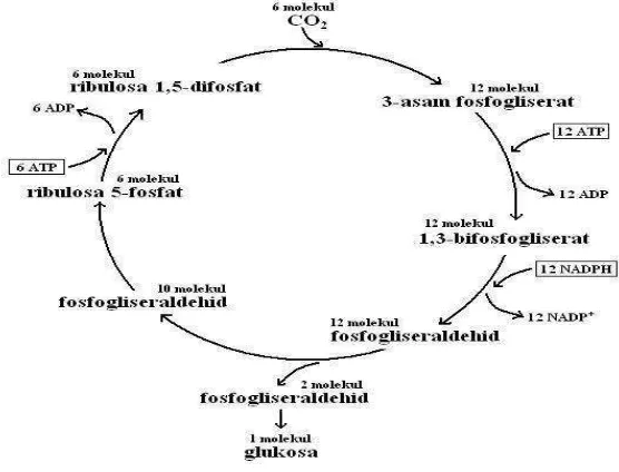 Gambar 3. Siklus Calvin (Campbell et al. 2002) 