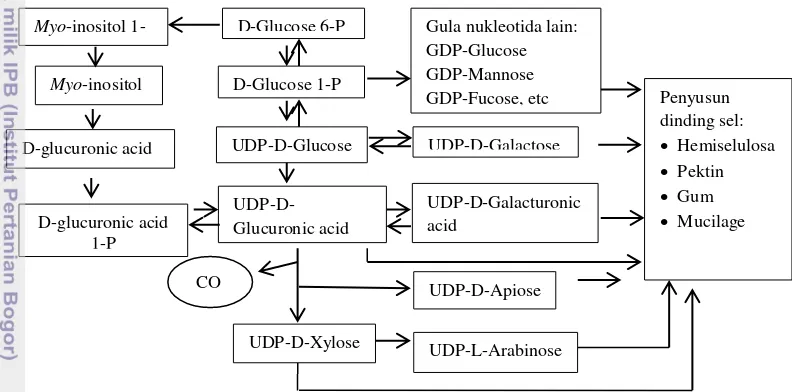 Gambar 5. Lintasan biosintesis SDF, modifikasi dari Leowus (2006) dan Cseke et al. (2006) 