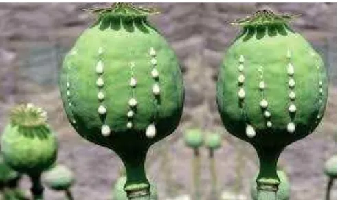 Gambar 1.3. Getah yang keluar dari buah opium 