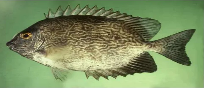 Gambar 2.2 Ikan Layang (Decapterus sp.) 