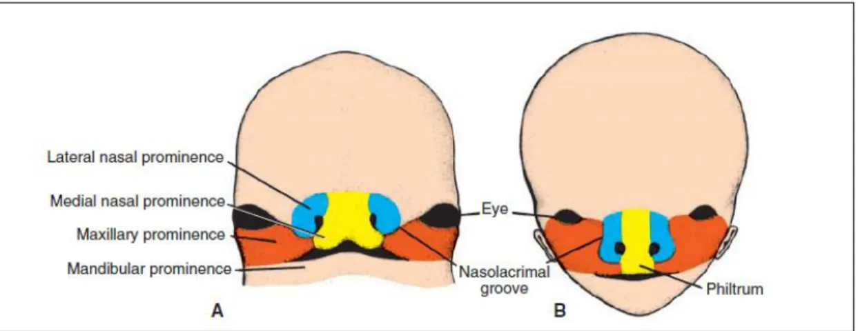 Gambar 2. Wajah  dilihat  dari aspek  frontal.  A.  Embrio  7  minggu.  B.  Embrio  10 minggu