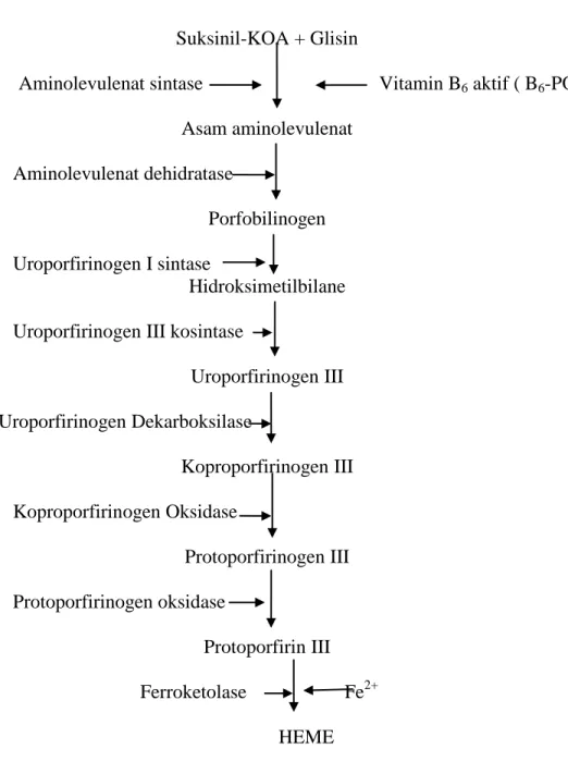 Gambar 1. Tahap Proses Sintesis Heme (Murray, Ganner, Robert, 2006) 