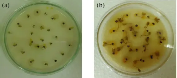 Gambar 3  Gejala infeksi  X. campestris pv. campestris pada benih. (a) benih  sehat; (b) benih terinfeksi