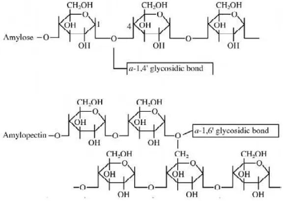 Gambar 2.2 Struktur molekul amilosa dan amilopektin [26] 