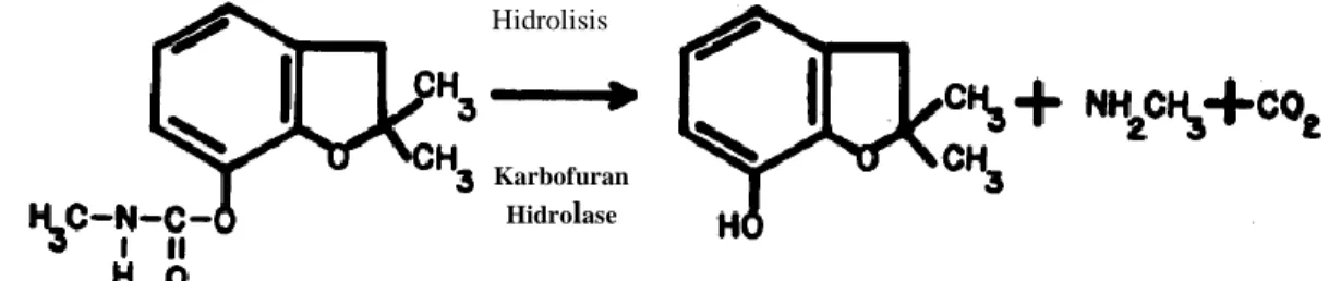 Gambar  4.5  Hidrolisis  Karbofuran  menjadi  Karbofuran  7-Phenol  oleh  Enzim  Karbofuran Hidrolase yang dihasilkan oleh P