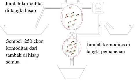 Gambar 10. Sketsa pengujian perbandingan jumlah udang/ikan di tangki pemanenan (yang turun /dipanen) dengan udang/ikan yang masih tertinggal di tangki hisap 