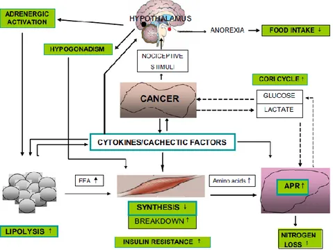 Gambar 1. Integrasi fisiologi CACS (Fearon et al, 2012) 