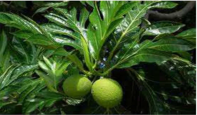 Gambar 3. Daun Sukun (Artocarpus altilis) (www.google.com) 