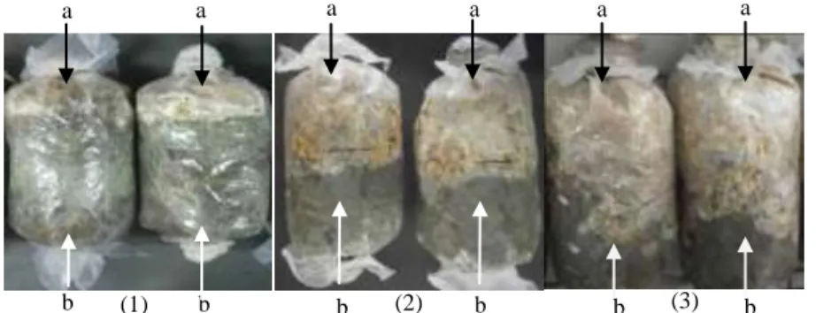 Figure 3.   TKKS substrate weight reduction after inoculation with JPA isolate and Trichoderma sp