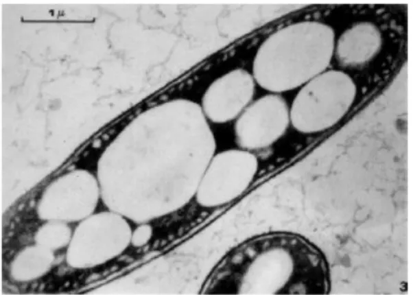 Gambar 2. Granula poli- -hidroksialkanoat di dalam sel (Lenz dan Marches- Marches-sault, 2005) 