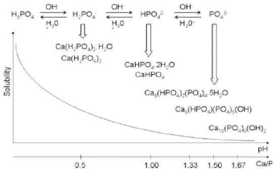 Gambar 2.2 Penurunan kelarutan kalsium fosfat dengan meningkatnya rasio Ca/P   (Leon, 2009) 
