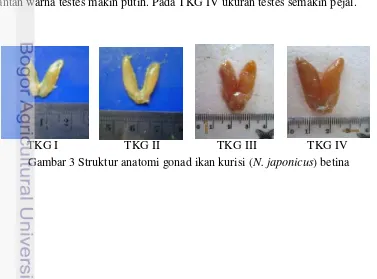 Gambar 3 Struktur anatomi gonad ikan kurisi (N. japonicus) betina 