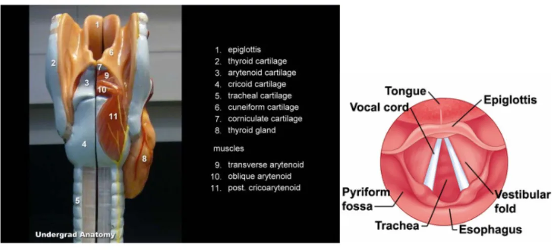 Gambar 2.1-1. Anatomi saluran pernafasan 