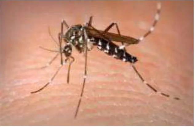 Gambar 2.5 Aedes aegypti dewasa 