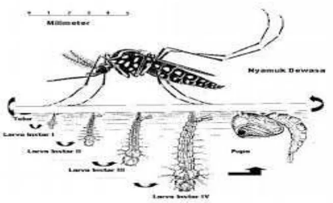 Gambar 2.1 Daur Hidup Aedes aegypti 