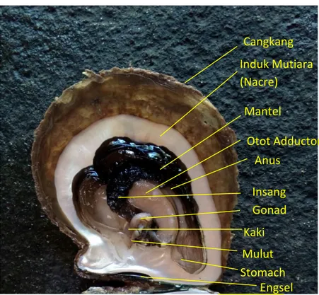 Gambar 2.2 Anatomi kerang mutiara (Data Pribadi, 2018) Cangkang Induk Mutiara (Nacre) )) Mantel Engsel Stomach Mulut Kaki Gonad Insang  Otot Adductor Anus 