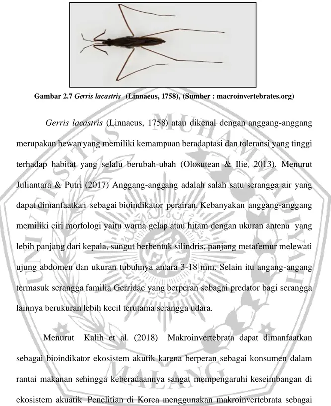 Gambar 2.7 Gerris lacastris    (Linnaeus, 1758), (Sumber : macroinvertebrates.org)    
