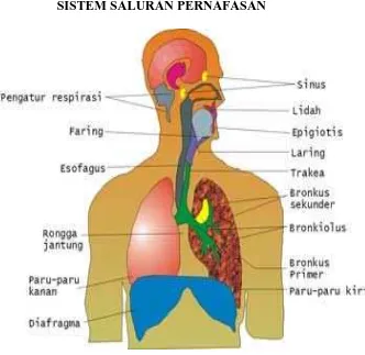 Gambar 1 : Sistem Saluran Pernafasan 