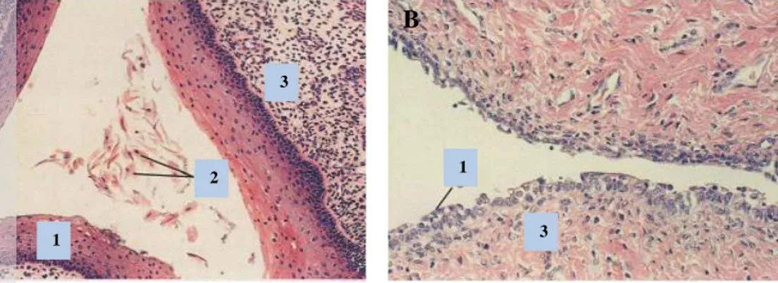 Gambar 6   Gambaran  histologis  vagina  kucing  pada  fase  estrus  (A)  dan  anjing   pada  fase  anestrus  (B)